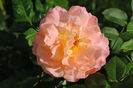 Augusta Luise, 13 oct