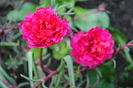 flori de piatra (portulaca), 13 oct
