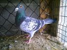 DELBAR 100%  belg 2007
