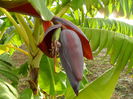 noi fructe pe banani