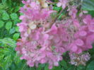 hortensie