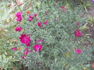 aster grena
