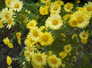 DSCN8802