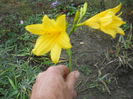 Hemerocallis Hyperion 19.10