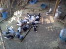 IMG987