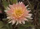 DSC00202