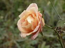DSC00217
