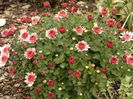 DSC00225