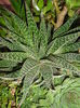 aloe aristata