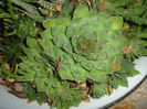 sempervivum