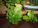 sedum spurium
