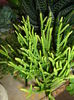 crassula ericoides