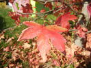 Liquidambar styraciflua (2014, Oct.19)