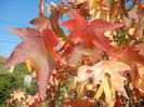 Liquidambar styraciflua (2014, Oct.19)