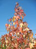 Liquidambar styraciflua (2014, Oct.19)