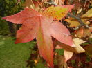 Liquidambar styraciflua (2014, Oct.19)