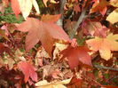 Liquidambar styraciflua (2014, Oct.19)