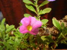 Calibrachoa Pink (2014, October 19)