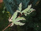 Acer palmatum Butterfly (2014, Oct.19)