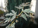 Acer palmatum Butterfly (2014, Oct.19)