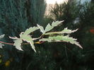 Acer palmatum Butterfly (2014, Oct.19)