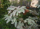 Acer palmatum Butterfly (2014, Oct.19)