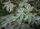 Acer palmatum Butterfly (2014, Oct.19)