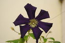 clematis Romantika