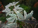 Acer palmatum Butterfly (2014, Oct.19)