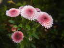 Chrysanth Bellissima (2014, Oct.19)