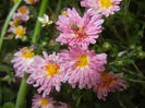 Pink & Yellow Chrysanths (2014, Oct.17)