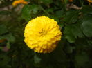 Yellow Chrysanthemum (2014, Oct.17)