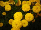 Yellow Chrysanthemum (2014, Oct.17)