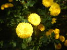 Yellow Chrysanthemum (2014, Oct.19)