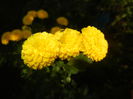 Yellow Chrysanthemum (2014, Oct.19)