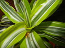 Dracaena Lemon Lime (2014, Sep.15)