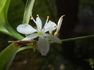 Green Spider Plant (2014, Sep.13)