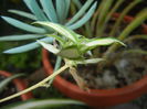 Variegated Spider Plant (2014, Oct.19)