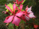 Pink Stellar Geranium (2014, Sep.12)