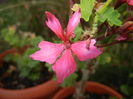 Pink Stellar Geranium (2014, Sep.21)