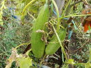 Luffa burete de baie