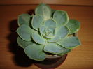 echeveria secunda