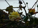 DSCN1293
