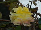DSCN1294