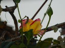 DSCN1296