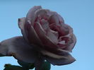 DSCN1311