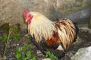 cumpar o pereche de cochin pitic mestecaniu