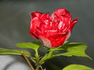 DSCN1347