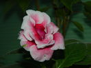 DSCN1349