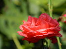 DSCN1399